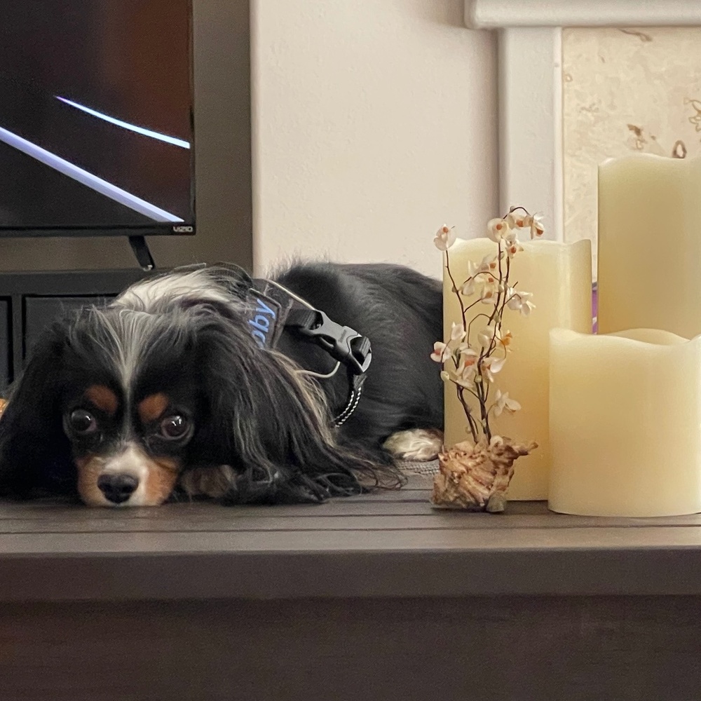 Meet your Posher, Shay